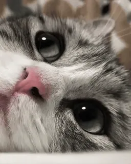 👀 0f87a854 gato, animal, animal de estimação, fofo, cinza, olhos telegram sticker