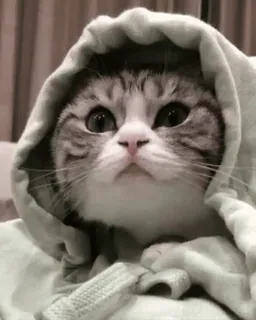 ☺️ 5e31d815 gato, animal, moletom com capuz, fofo, animal de estimação, gatinho telegram sticker