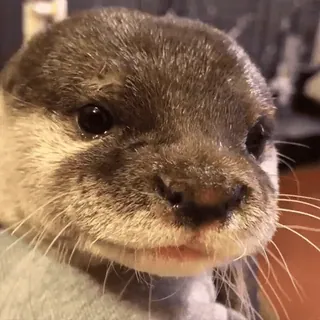 👃 8349cb7c Lontra, Animal, Mamífero, fofo, Vida selvagem, Natureza telegram sticker