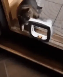 👊 cba63a43 gato, animal de estimação, animal, porta, portinhola para gatos, casa, interior, doméstico telegram sticker