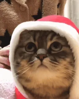 🙄 fa6b1209 gato, gorro de Papai Noel, fofo, animal, natal, festivo, animal de estimação, feriado telegram sticker