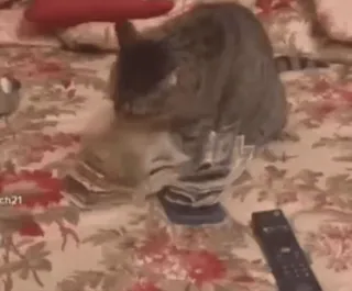 🤑 fef1d110 gato, dinheiro, dinheiro vivo, animal de estimação, animal, rico telegram sticker