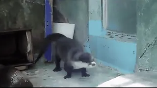 ❤️ 0ace40ca 水獭, 动物, 哺乳动物, 水生动物, 动物园 telegram sticker