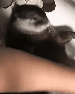 ❤️ 1f6e7dd5 水獭, 动物, 哺乳动物, 可爱, 宠物, 野生动物 telegram sticker