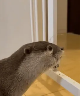 ❤️ 261369d6 水獭, 动物, 哺乳动物, 可爱, 野生动物 telegram sticker