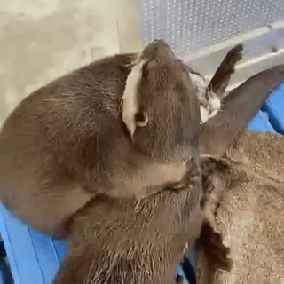 ❤️ 2d2c8142 水獭, 动物, 哺乳动物, 野生动物 telegram sticker