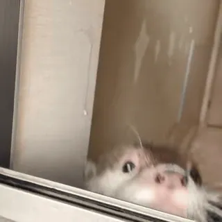 ❤️ 35cc77cc 水獭, 动物, 可爱, 窗户, 宠物, 野生动物 telegram sticker