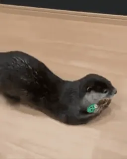 ❤️ 3a3b28f7 水獭, 动物, 可爱, 哺乳动物, 野生动物, 宠物 telegram sticker