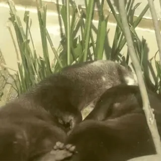 ❤️ 44aae82e 水獭, 动物, 野生动物, 自然, 哺乳动物 telegram sticker