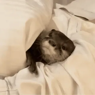 ❤️ 595236e2 水獭, 动物, 可爱, 睡觉, 哺乳动物, 床, 毯子 telegram sticker