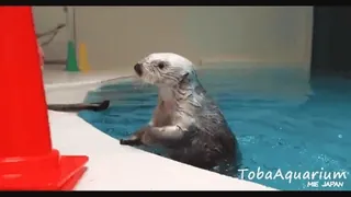 ❤️ 5ed78c1f Toba Aquarium MIE JAPAN 水獭, 水族馆, 动物, 水, 日本, 野生动物 telegram sticker