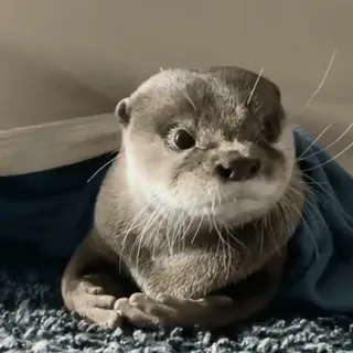 ❤️ 670f1d19 水獭, 动物, 可爱, 哺乳动物, 野生动物 telegram sticker