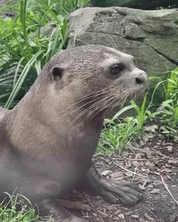 ❤️ 766e3523 水獭, 动物, 野生动物, 哺乳动物, 自然, 水生动物 telegram sticker