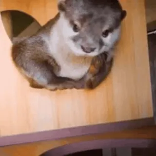 ❤️ 8862486d 水獭, 动物, 可爱, 野生动物, 哺乳动物, 自然 telegram sticker