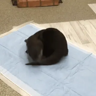 ❤️ 95d93f28 水獭, 动物, 可爱, 哺乳动物, 野生动物 telegram sticker