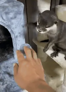 ❤️ a1585409 水獭, 动物, 宠物, 可爱, 哺乳动物, 攀爬 telegram sticker