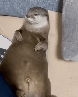 ❤️ a4fbd7f6 水獭, 动物, 可爱, 哺乳动物, 野生动物, 迷人 telegram sticker