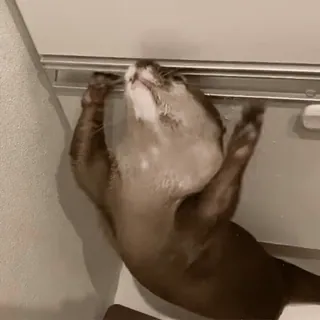 ❤️ a614c647 水獭, 动物, 哺乳动物, 可爱, 野生动物, 游泳, 水, 迷人 telegram sticker