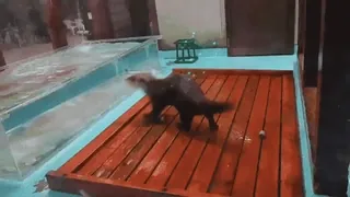 ❤️ b0fc6593 水獭, 动物, 水族馆, 可爱, 哺乳动物 telegram sticker