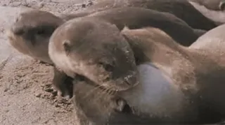 ❤️ dc626d28 水獭, 动物, 可爱, 野生动物, 哺乳动物, 自然 telegram sticker