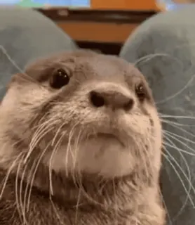 ❤️ eb92bed5 水獭, 动物, 可爱, 哺乳动物, 野生动物, 自然 telegram sticker