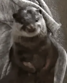 ❤️ efce4348 水獭, 动物, 可爱, 哺乳动物, 野生动物 telegram sticker