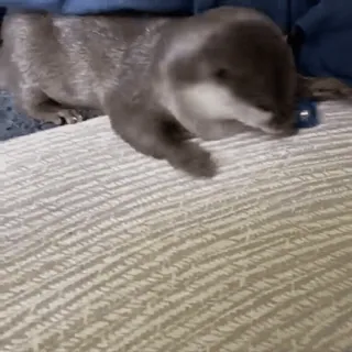 ❤️ f43d906a 水獭, 动物, 可爱, 宠物, 哺乳动物, 野生动物 telegram sticker