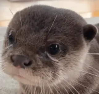 😟 03cef489 수달, 귀여운, 동물, 아기 수달, 야생 동물 telegram sticker