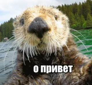 🤙 096332f8 О ПРИВЕТ 수달, 동물, 해달, 안녕하세요, 인사, 귀여운 telegram sticker