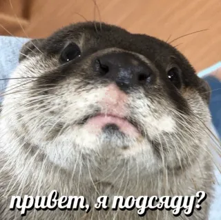 💺 107c4f97 привет, я подсяду? 수달, 동물, 귀여운, 웃긴, 인사 telegram sticker