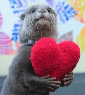 ❤️ 1a97452b 수달, 하트, 동물, 귀여운, 사랑, 발렌타인데이 telegram sticker