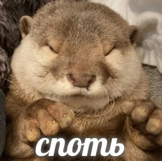 💤 1b535067 споть 수달, 귀여운, 동물, 자는, 웃긴 telegram sticker