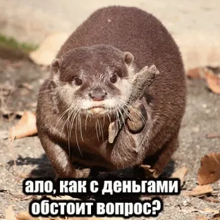 💸 21e3d0c5 ало, как с деньгами обстоит вопрос? 수달, 동물, 돈, 질문, 러시아 telegram sticker