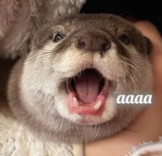😱 2f3e11a7 aaaa 수달, 동물, 귀여운, 웃긴, 밈, 비명, 아아아아 telegram sticker