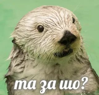 😕 384f7404 та за шо? 수달, 동물, 해달, 귀여운, 질문, 웃긴 telegram sticker