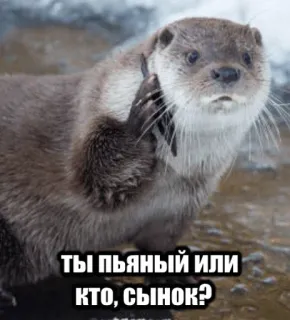 🥴 4216d456 ТЫ ПЬЯНЫЙ ИЛИ КТО, СЫНОК? 수달, 말하는, 동물, 웃긴, 러시아어 telegram sticker