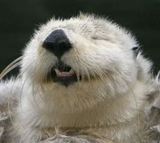 🤣 46dc9809 수달, 해달, 동물, 포유류, 귀여운, 털복숭이, 야생 동물 telegram sticker