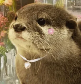 ☺️ 5730a62a 수달, 동물, 귀여운, 꽃, 하트, 목걸이 telegram sticker