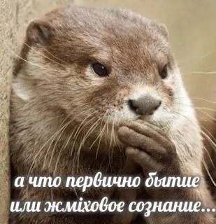 @vidromemi Эпизод 2: Выдры наносят ответный удар telegram stickers