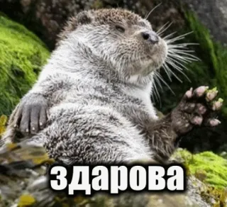 👋 68108d28 ЗДАPOBA 수달, 동물, 인사, 안녕하세요, zdarowa, 러시아어 telegram sticker