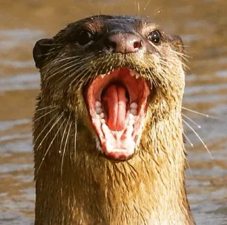 😱 703c368e 수달, 동물, 포유류, 야생 동물, 강 수달, 귀여운, 자연 telegram sticker