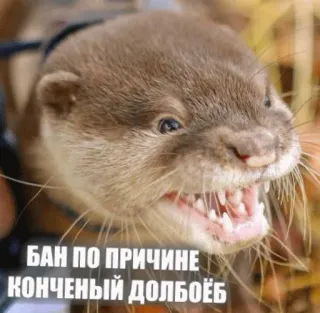 🛑 97299580 БАН ПО ПРИЧИНЕ КОНЧЕНЫЙ ДОЛБОЁБ 수달, 동물, 불쾌한, 러시아, 공격적인 telegram sticker