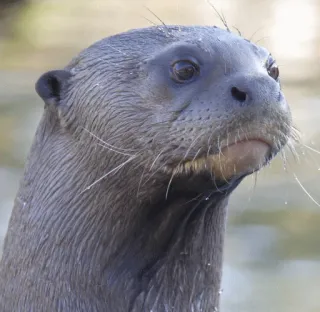 👨‍🦳 a5ffe034 수달, 동물, 야생 동물, 포유류, 자연, 수생, 강 수달 telegram sticker