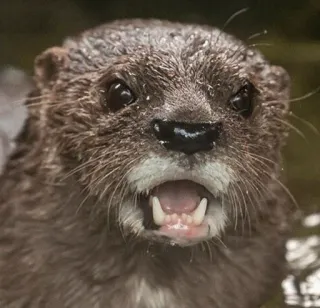 😱 a6dc35c4 수달, 동물, 포유류, 야생 동물, 귀여운, 자연, 털 telegram sticker