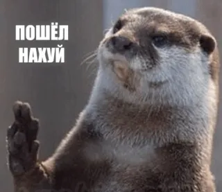 🖕 b6b03e00 ПОШЁЛ НАХУЙ 수달, 가운데 손가락, 무례한, 불쾌한, 동물 telegram sticker