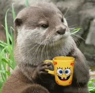 🥤 cb8635fb Spongebob Squarepants 수달, 동물, 스폰지밥, 만화, 귀여운, 머그컵, 커피 telegram sticker