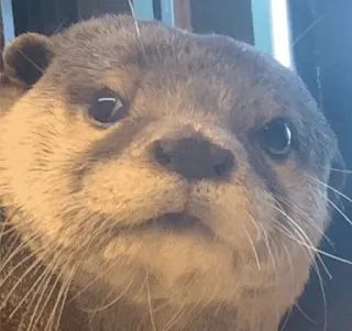 😕 deff5bd9 수달, 동물, 귀여운, 포유류, 야생 동물, 털 telegram sticker