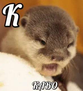 😕 e2239d59 K
KABO 수달, 동물, 귀여운, K, 글자, Kabo telegram sticker