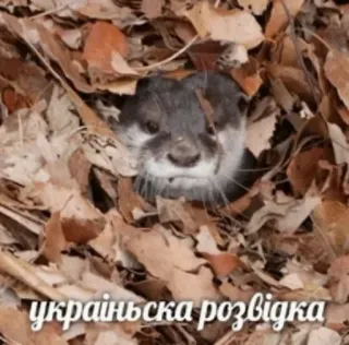 🧑‍🚀 ec20d46e українська розвідка 수달, 동물, 나뭇잎, 우크라이나어, 지능, 자연 telegram sticker