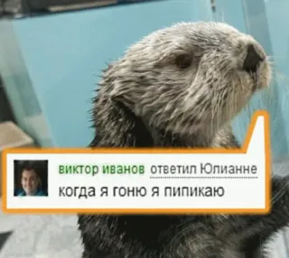 🏃 f6471afe виктор иванов ответил Юлианне
когда я гоню я пипикаю 수달, 밈, 웃긴, 텍스트, 동물, 인터넷 밈, 수생 동물 telegram sticker